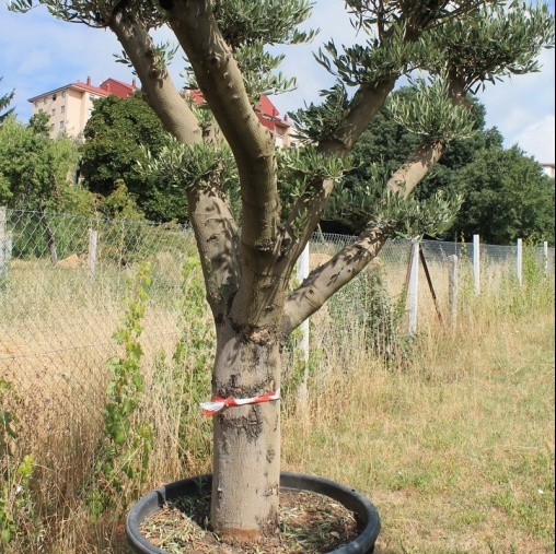 Venta de olivos y palmeras en Ourense