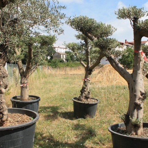 Venta de olivos y palmeras en Ourense