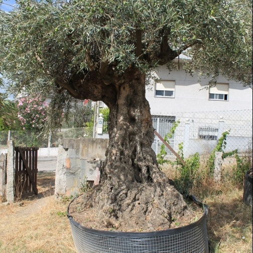 Venta de olivos y palmeras en Ourense