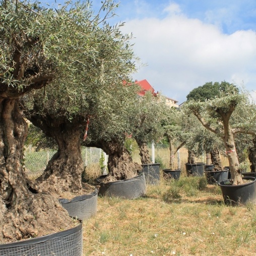 Venta de olivos y palmeras en Ourense