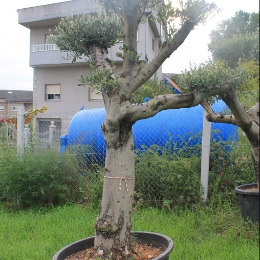 Venta de olivos y palmeras en Ourense