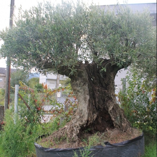 Venta de olivos y palmeras en Ourense