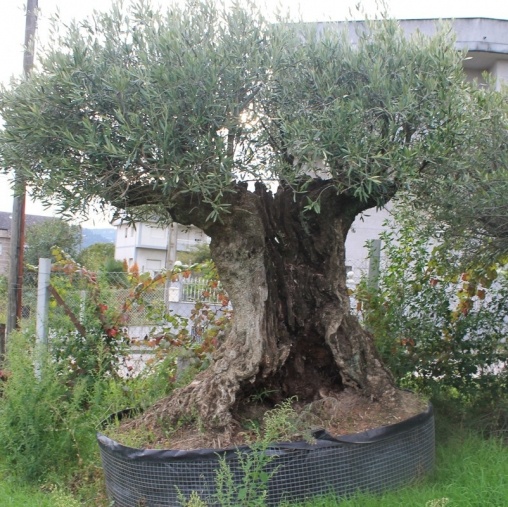 Venta de olivos y palmeras en Ourense