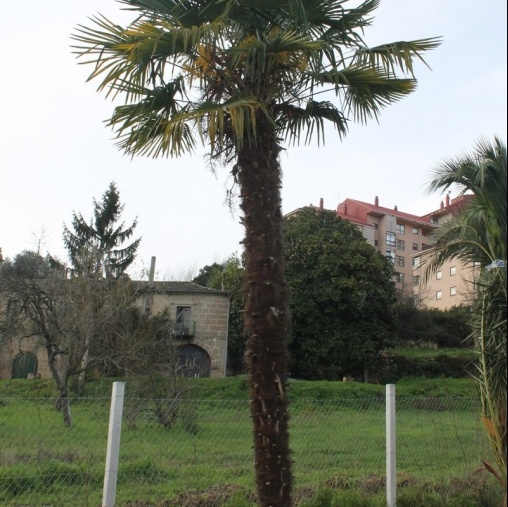 Venta de olivos y palmeras en Ourense