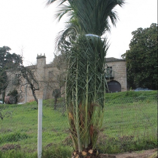 Venta de olivos y palmeras en Ourense