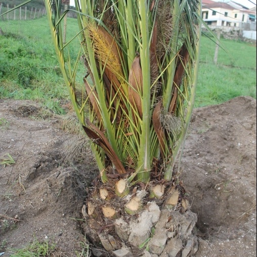 Venta de olivos y palmeras en Ourense