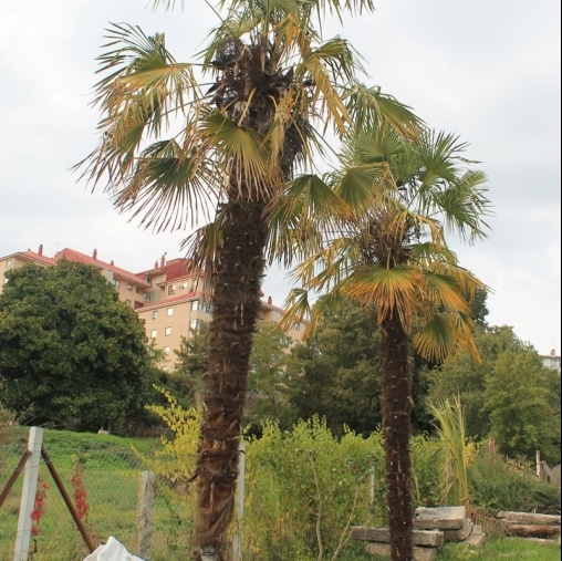 Venta de olivos y palmeras en Ourense